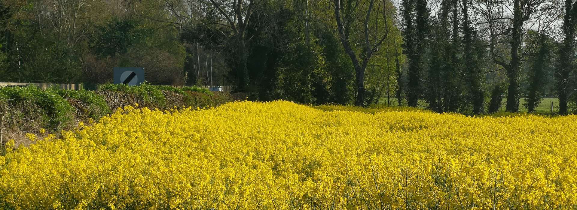 Yellow flowers